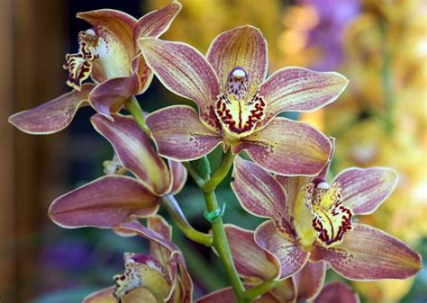 Cymbidium How To Grow And Care Cymbidium Orchids
