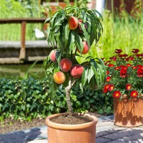 8 Common Dwarf Fruit Tree Types You Can Grow For Small Gardens