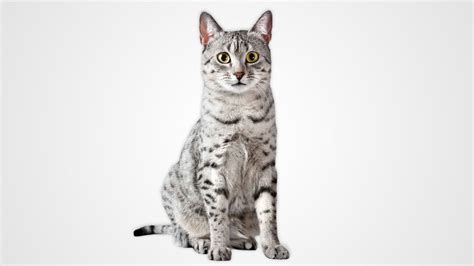 So you've just brought a cute little bundle of fur home. Egyptian Mau - Information, Characteristics, Facts, Names