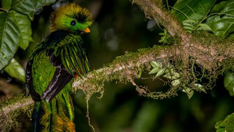 Leyenda Del Quetzal Fue Destacada Por National Geographic En Español