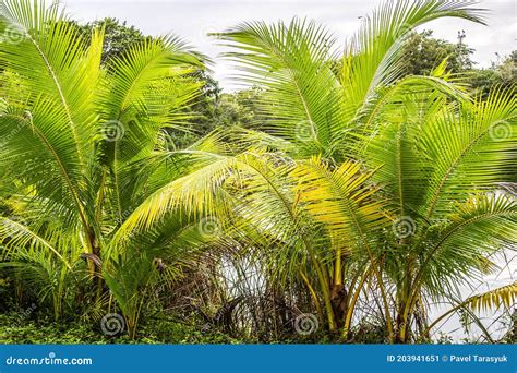 Beautiful Green Tropical Trees Background Stock Image Image Of