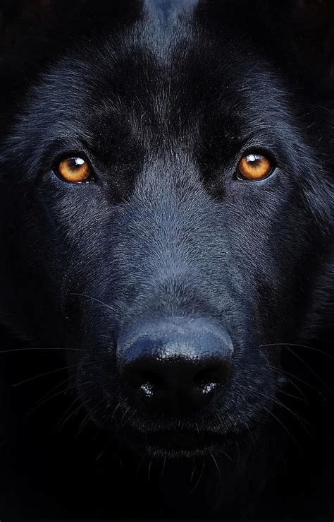 Black German Shepherd Dog Portrait Beauty Consists Of Pikist