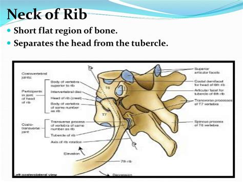 Ppt General Features And Attachments Of Typical Ribs And Atypical Ribs