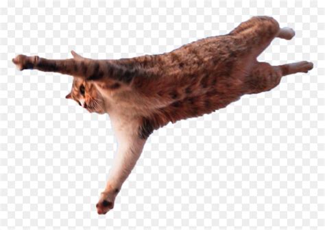 Jumping Cat Png Believe I Can Fly Meme Transparent Png Vhv