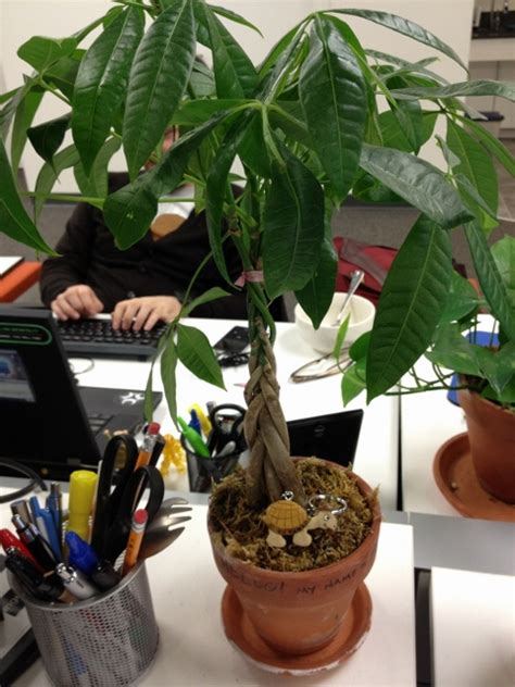 I repotted in early february but here in tucson the days are warm & getting longer. houseplants - Is it time to repot my desk plant? - Gardening & Landscaping Stack Exchange