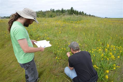 Graminoids grown in and out of wetlands provide most of the food for humanity either directly or indirectly. Our fieldwork team received training with WESP-AC (Wetland ...