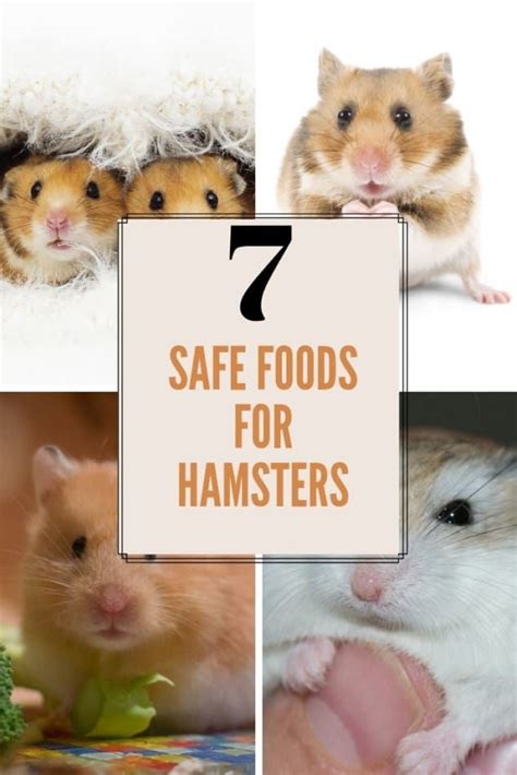 Can Dwarf Hamsters Eat Bananas Plus 7 Safe Foods For Dwarf Hamsters 2