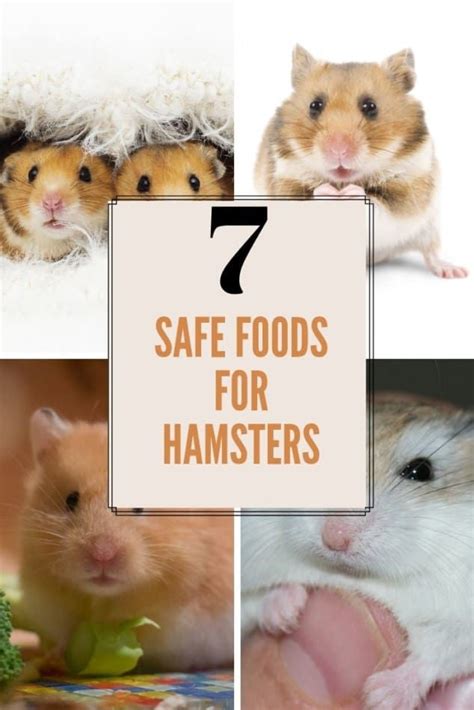 Can eating broccoli benefit dogs? Can Dwarf Hamsters Eat Bananas? Plus 7 Safe Foods For ...