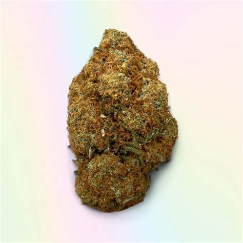 Buy Stardog Weed Uk Stardawg Weed Uk Cannabis Shop High Thc