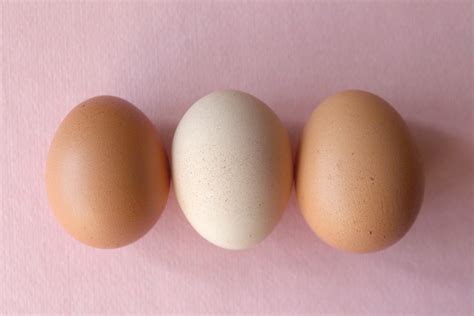 Telur Ayam Dan Telur Bebek Mana Yang Lebih Baik Scarf Media