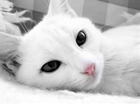 We did not find results for: Cute Cat Wallpapers (67+ images)