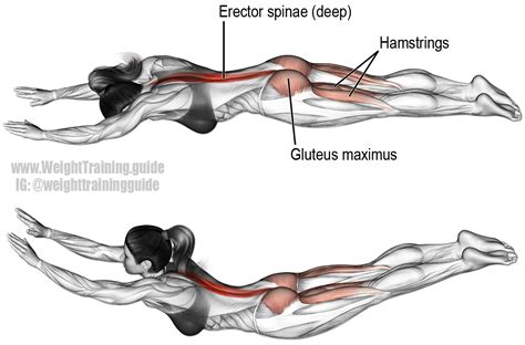 Superman Exercise Main Muscles Worked Erector Spinae Gluteus Maximus And Hamstrings See