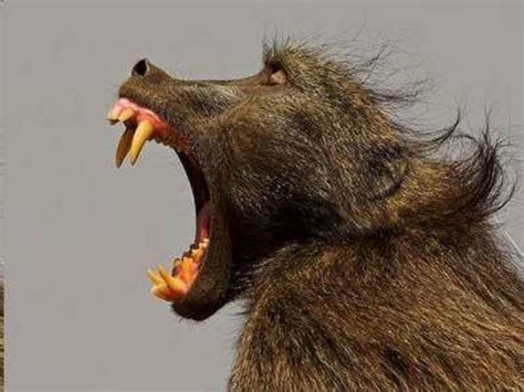 Animal Dentition Lesson PowerPoint, Teeth, Quiz, Types of Teeth