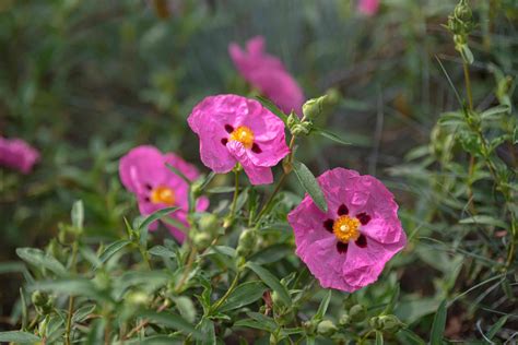 How To Grow And Care For Rockrose