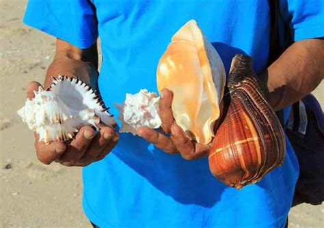 A Beginners Guide To Collecting Seashells As A Hobby Hobbylark