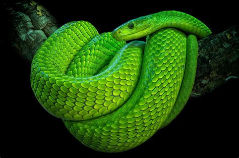 🔥 Download Eastern Green Mamba Wallpaper Background By Sarar46 Green