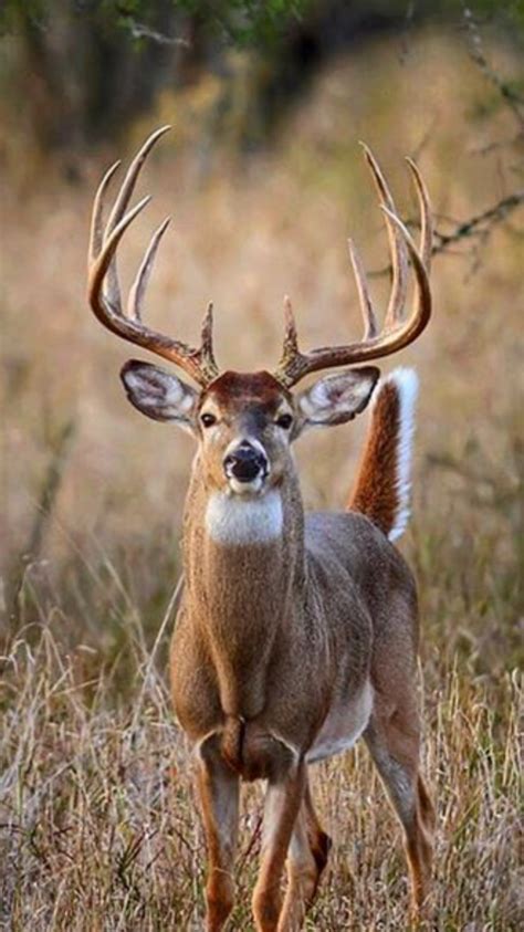 Whitetail Deer Photos In The Future Cwd Won T Kill Whitetail Deer