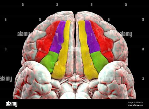 Human Brain With Highlighted Orbital Gyri Illustration Stock Photo Alamy