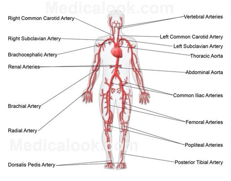 Thumbs up and leave some comments! Diagram Main Arteries Human Body | Anatomy | Pinterest ...