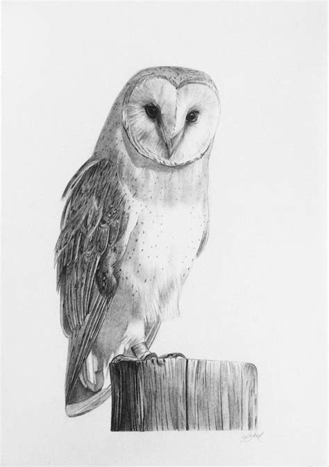Barn Owl 2022 Pencil Drawing By Amelia Taylor Barn Owl Nature Art Drawings Owls Drawing