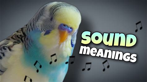 Budgie Sounds And Their Meanings ♫︎