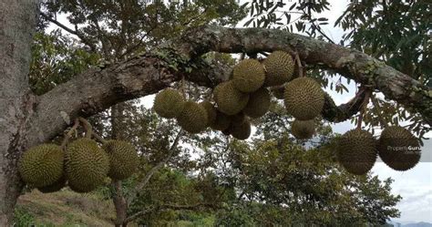 Ada banyak jenis durian yang bisa kita tanam dengan metode pada artikel ini, contohnya seperti durian montong, durian musang king dan durian cara menanam durian agar cepat berbuah. Tanam Durian. Untung Atau Rugi? - MY INFO BERITA