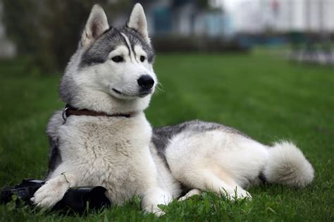 Siberian Husky Snow Dogs Hd Wallpapers Hd Wallpapers High Definition