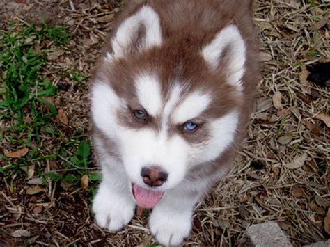 I hope you enjoy this gallery images source: 40 Cute Siberian Husky Puppies Pictures - Tail and Fur