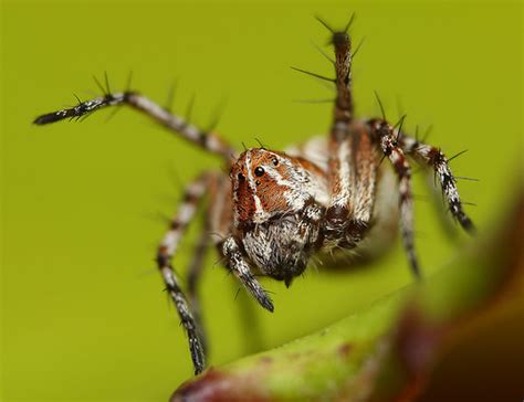 Lynx Spider Oxyopes Ramosus Lukas Jonaitis Flickr