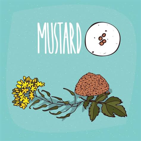 Best Mustard Plant Illustrations Royalty Free Vector