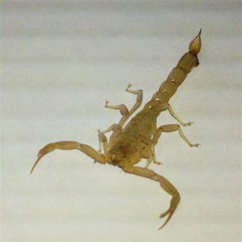 Scorpions In Bakersfield Paravaejovis Puritanus Bugguidenet