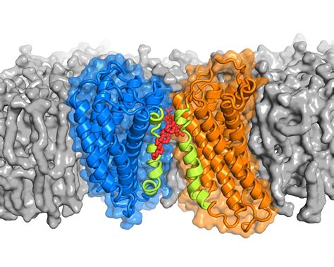 Cholesterol may help proteins pair up to transmit signals across cell ...