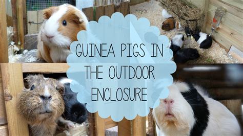 Guinea Pigs In The Outdoor Enclosure Youtube
