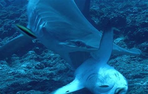 Hammerhead Shark Feeding