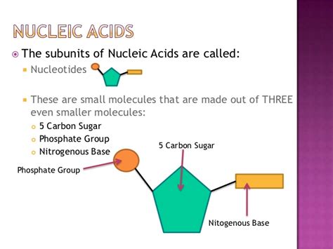 For the last five decades cationic polymers have been used for nucleic acids transfection. Proteins and Nucleic Acids