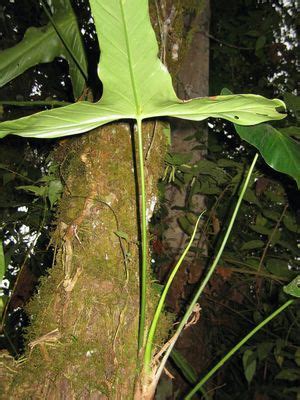 Philodendron mayoi for $85 per item by gardeneur greenhouse on gardeneur. Philodendron Schott | Plants of the World Online | Kew Science