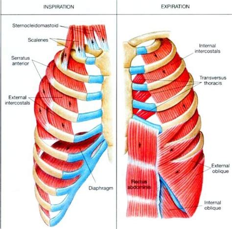 Rib Cage Muscles And Tendons Stretching Out Muscles Under The Rib In