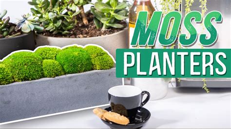 Indoor Moss Garden Planter How To Grow Moss Indoors Quick Guide For