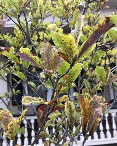 Why Is My Magnolia Tree Leaves Turning Yellow World Of Garden Plants