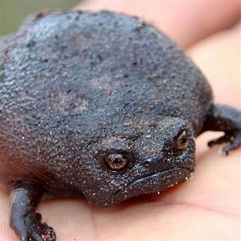 Meet Cute Black Rain Frogs That Look Like Angry Or Sad