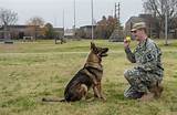 Images of Military Service Animals