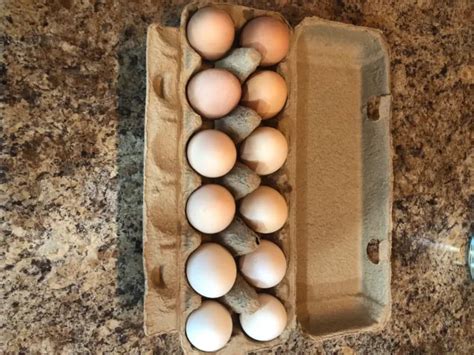 Brahma Chicken Hatching Eggs Light Dark Picclick