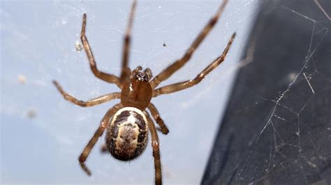 How To Identify A False Widow Spider Web