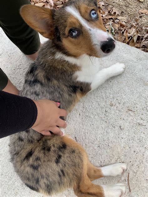 Find pembroke welsh corgi puppies and breeders in your area and helpful pembroke welsh corgi information. Corgi Puppies For Sale | Old Town Manassas, VA #317842