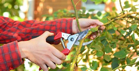 What Are The Benefits Of Pruning Trees And Plants Eden Lawn Care And