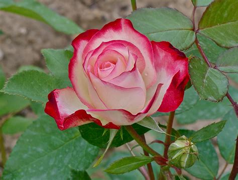 Filetea Rose Hybrid And Bud