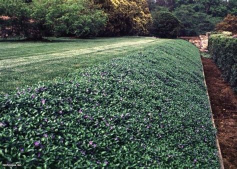 17 Best Ideas About Periwinkle Ground Cover On Pinterest Ground