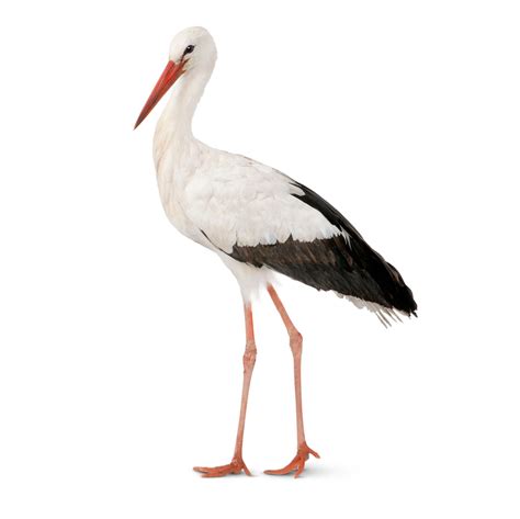 Stork Picture Clashing Pride