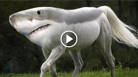 Top 10 Most Amazing Hybrid Animals You Wont Believe
