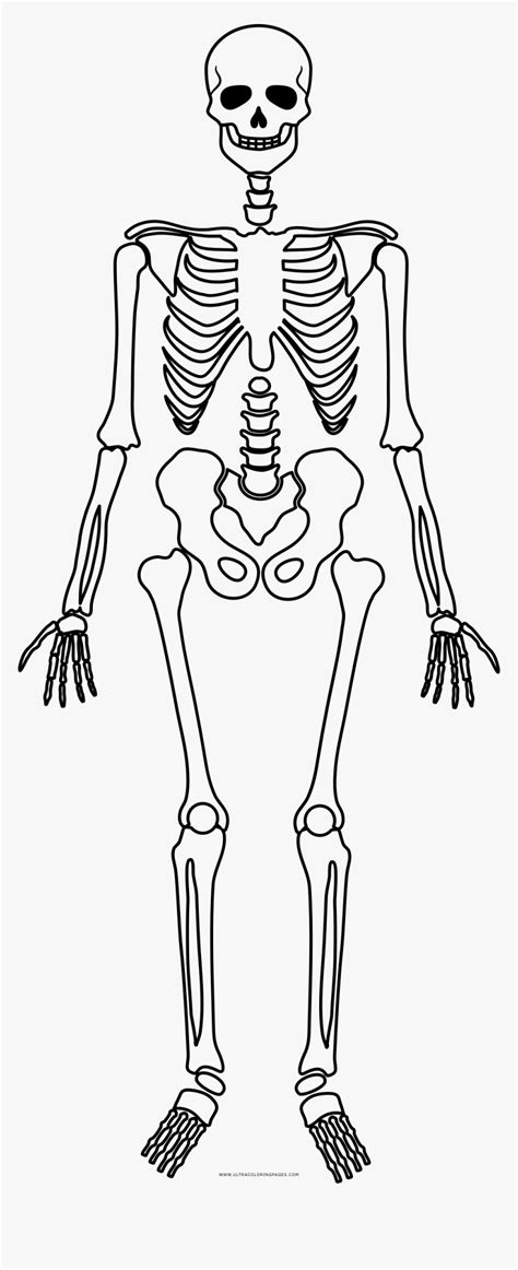 Skeleton Coloring Page Anatomy